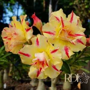 Rosa do Deserto Yellow Submarine