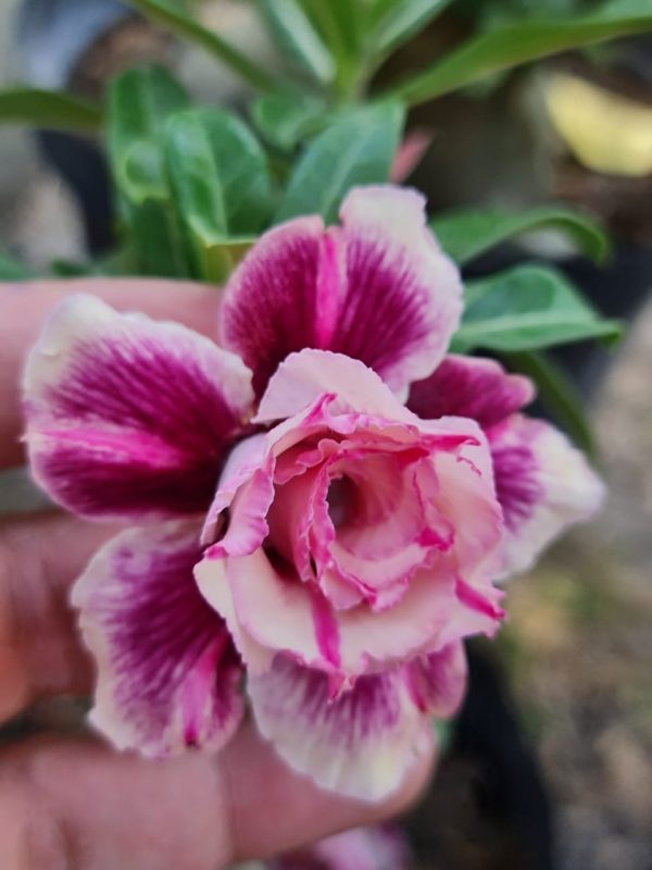 Rosa do Deserto Veneza Perfumada - Imagem 2