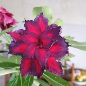 Rosa do Deserto Samurai