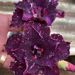 Baby - Rosa Do Deserto Ceu Estrelado