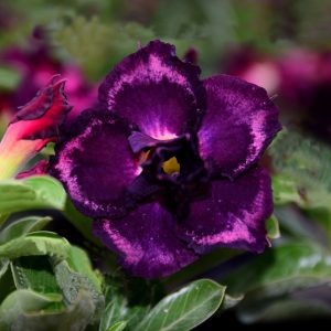 Rosa do Deserto Via Láctea