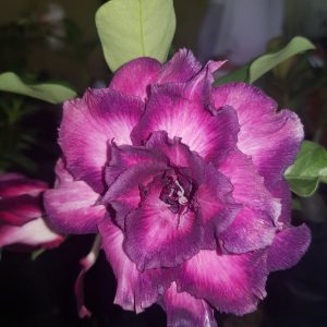 Rosa do Deserto TOC 2