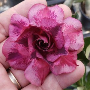 Rosa do Deserto Wonder Color