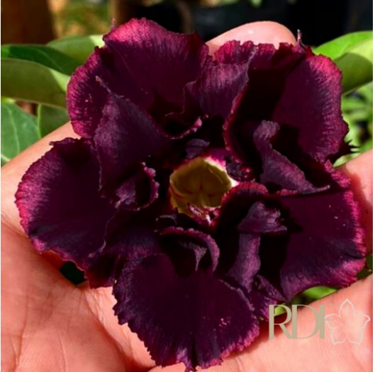 Big Caudex - Rosa do Deserto P200