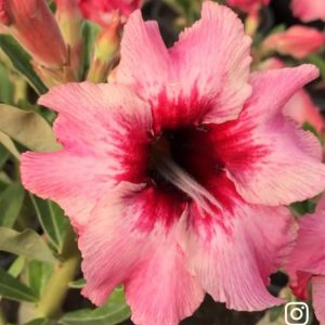 Rosa do Deserto Ts333