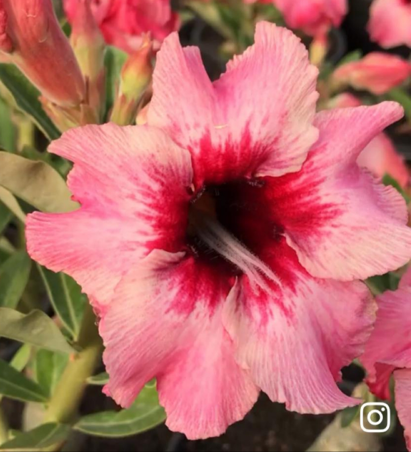 Rosa do Deserto Ts333