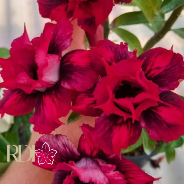 Rosa do Deserto Scarlet