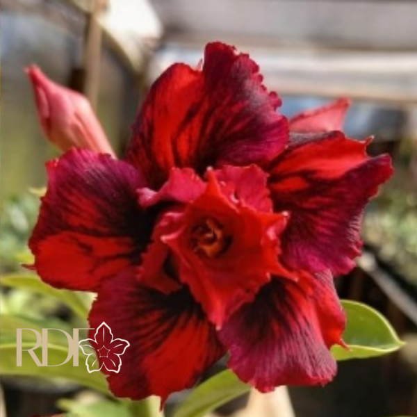 Rosa do Deserto Scarlet - Imagem 3
