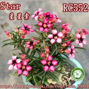 Rosa do Deserto Star (RC 552)