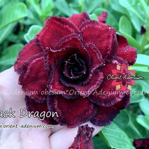 Big Caudex - Rosa do Deserto Black Dragon