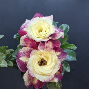 Rosa do Deserto Solar Reef