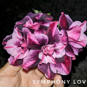 Rosa do Deserto Symphony Lover