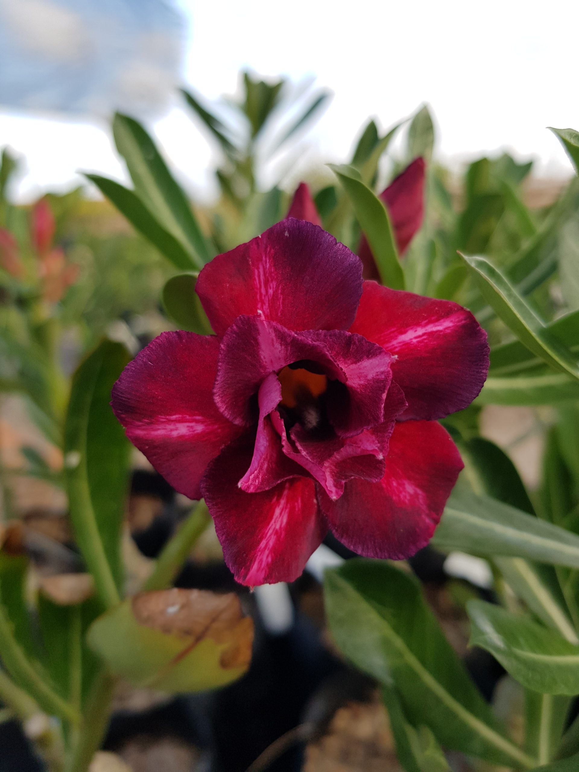 Rosa do Deserto Vida - Imagem 2