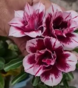 Rosa do Deserto Star Brown