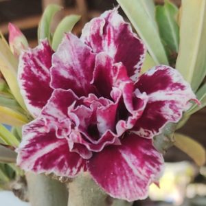 Rosa do Deserto Star Butterfly