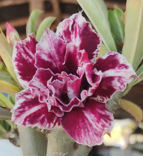 Rosa do Deserto Star Butterfly