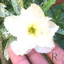 Rosa do Deserto Variegata Amarela Dobrada