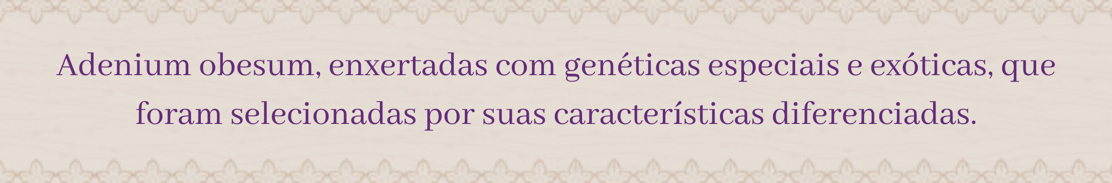 Rosas Enxertadas