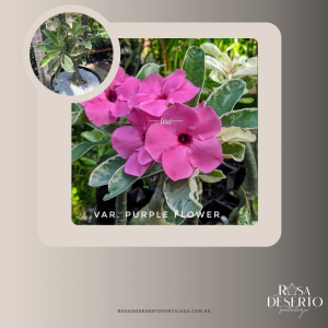 Rosa do Deserto Swazicum Variegata