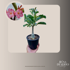 Rosa do Deserto Multiflorum