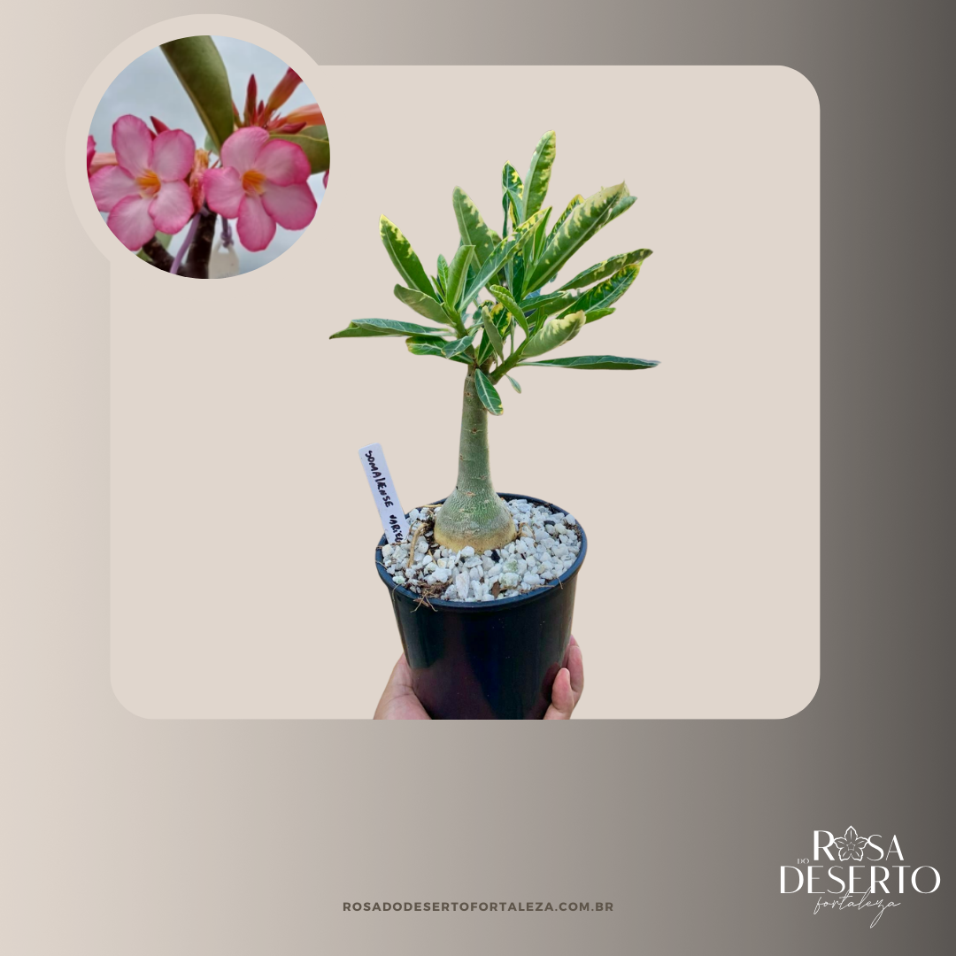 Rosa do Deserto Somalense Variegata