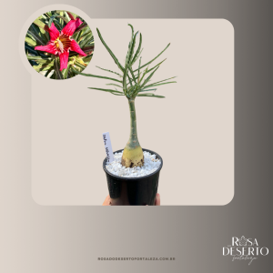 Rosa do Deserto Crispum Selvagem