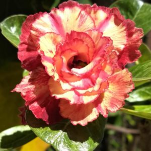 Rosa Do Deserto Sophia