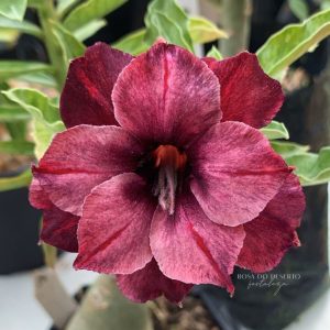 Rosa do Deserto Scorpio