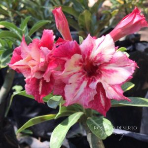 Rosa do Deserto Secret Angel