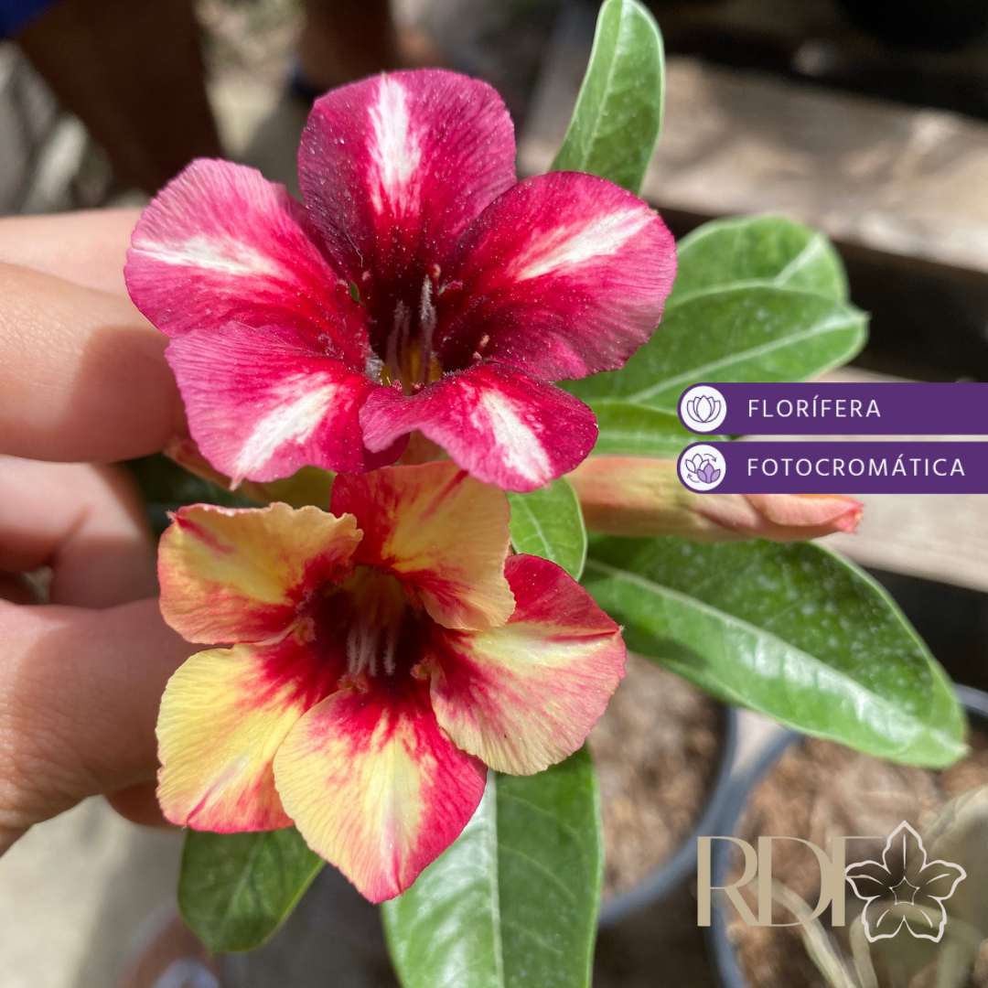 Rosa do Deserto Sugar Maple