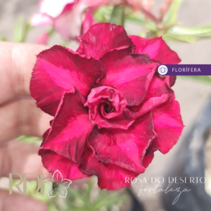 Rosa do Deserto Under The Sky