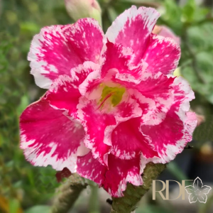 Rosa do Deserto Sunday