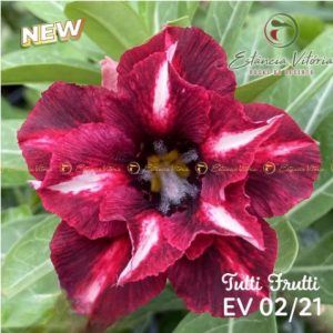 Rosa do Deserto Tutti Frutti (EV02)