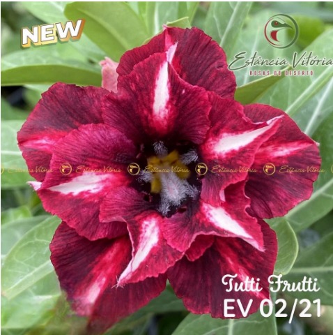 Rosa do Deserto Tutti Frutti (EV02)