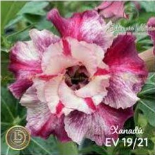 Rosa do Deserto Xanadu(EV19)