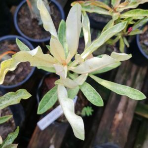 Rosa do Deserto Variegata (EV)