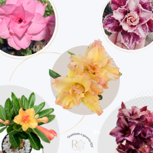 Muda Enxertada S/ ID