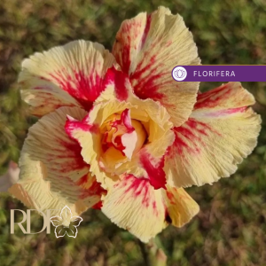 Rosa do Deserto Tropical Lover