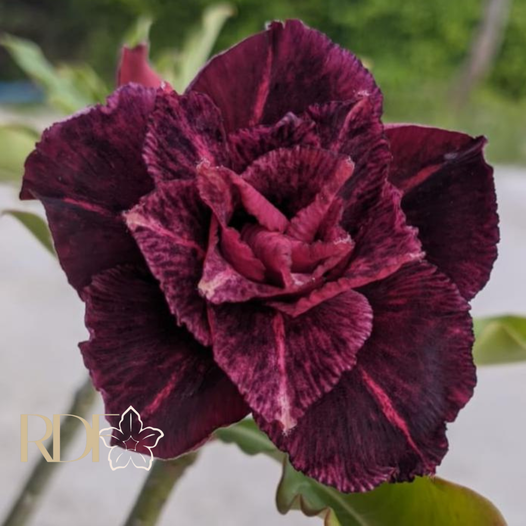 Rosa do Deserto Wine