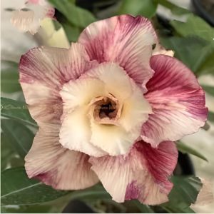 Rosa do Deserto Safira Rosa - EV01