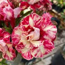 Rosa do Deserto Sicília