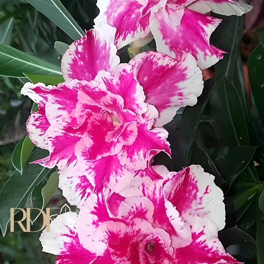 Rosa do deserto Sorvete