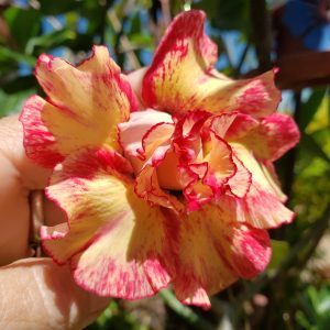 Rosa do Deserto Royal Sunshine