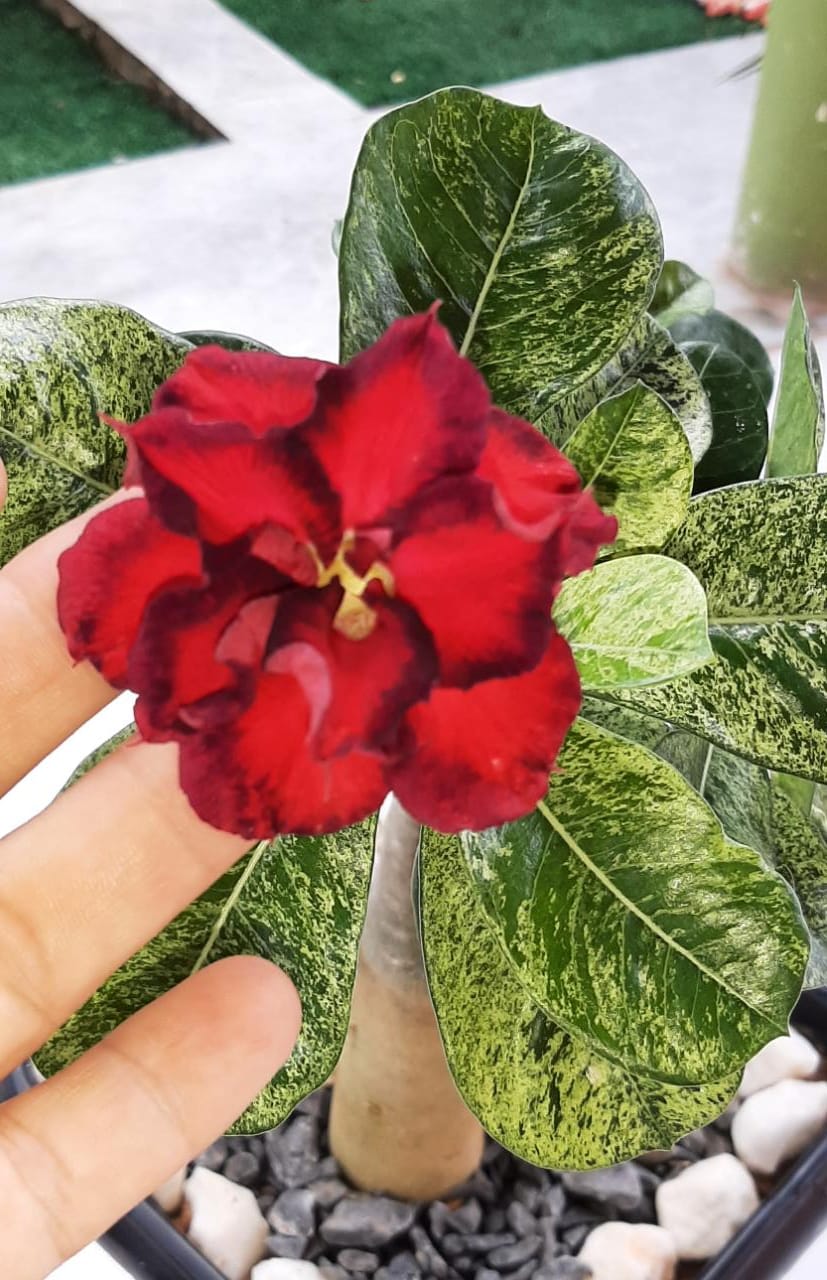 Rosa do Deserto variegata 500