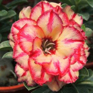 Rosa do Deserto Wingged Victory