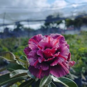 Rosa do Deserto The Secret Of Victória