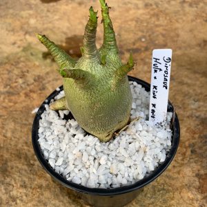 Muda Rosa do Deserto Arabicum Dinosaur x Hulk x King Kong