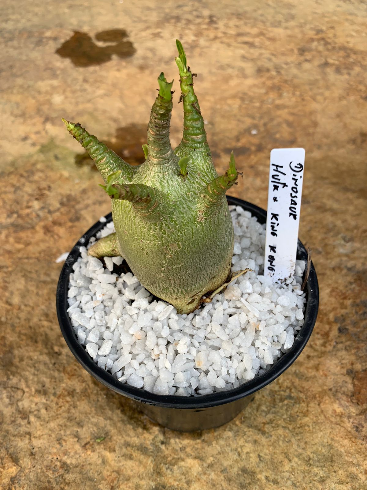 Muda Rosa do Deserto Arabicum Dinosaur x Hulk x King Kong