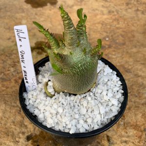 Muda Rosa do Deserto Arabicum Hulk x PMK x MKMK