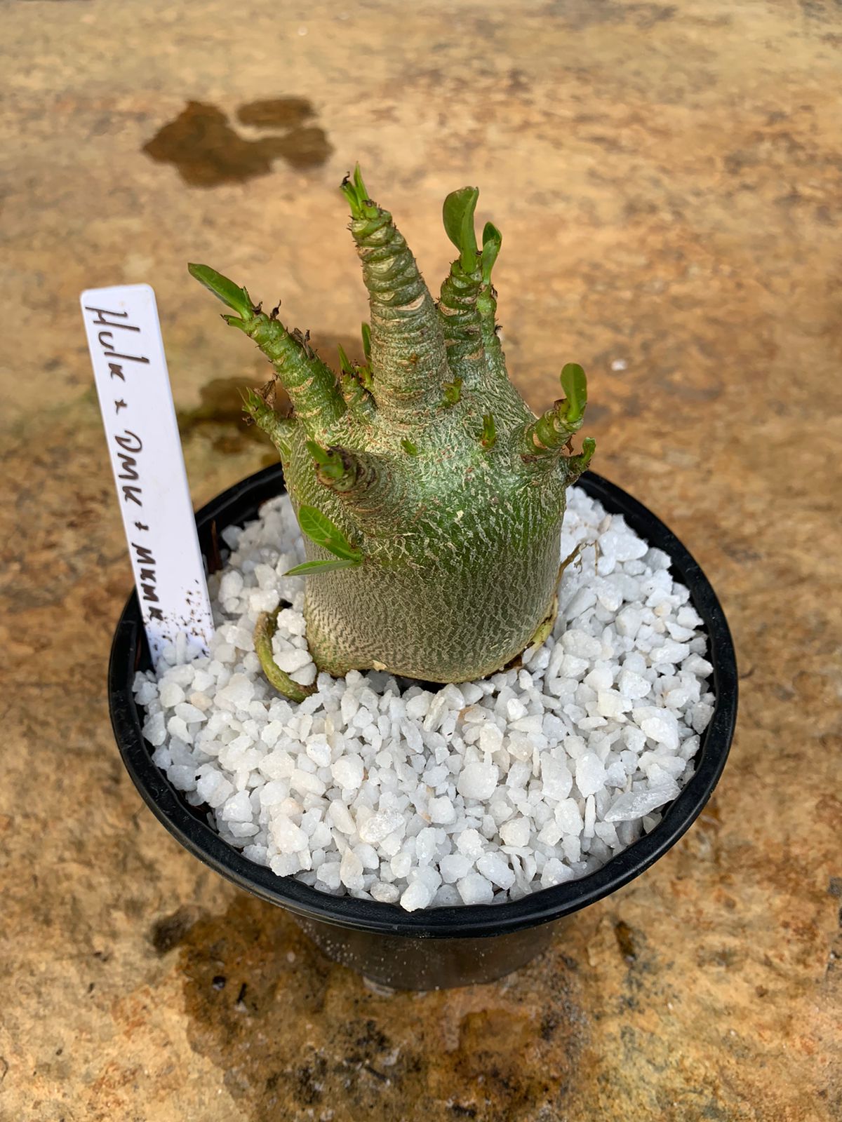 Muda Rosa do Deserto Arabicum Hulk x PMK x MKMK